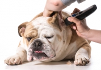 Problemi sa u&scaron;ima